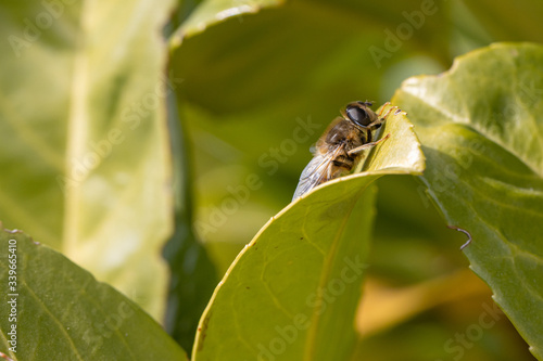 close-up of a honeybee resting on a green leaf
