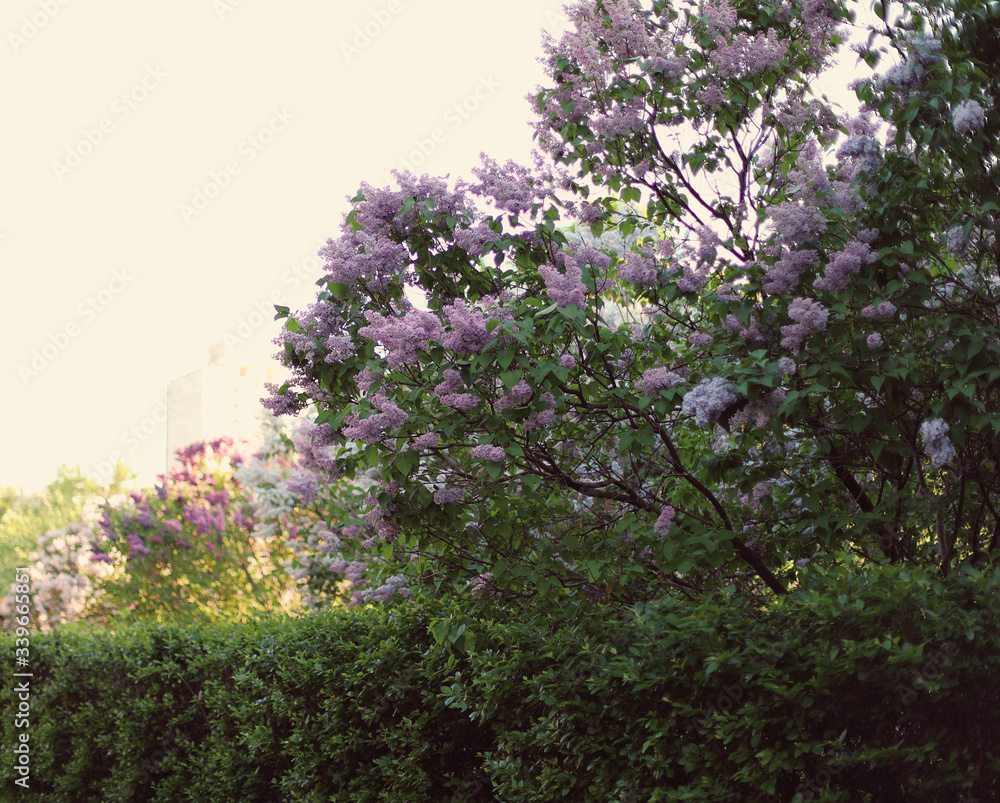 Beautiful landscape with lilac trees in blossom. Purple lilac bushes in the park. Spring lilac garden.