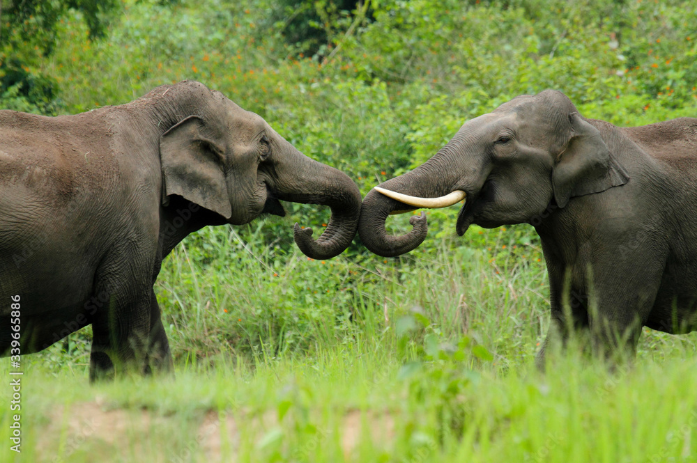 Obraz premium Asian Elephant Mating