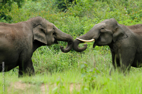 Asian Elephant Mating