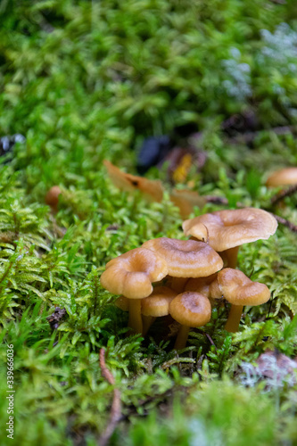 Popular wild mushroom to pick in the forest in Sweden in the autumn. The name of the mushroom is Craterellus tubaeformis, also known as yellowfoot, winter mushroom, or funnel chanterelle.