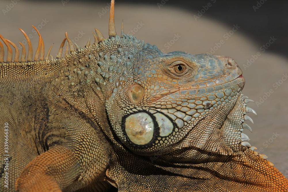 Fototapeta premium Iguana is a genus of herbivorous lizards that are native to tropical areas of Mexico, Central America, South America, and the Caribbean. 