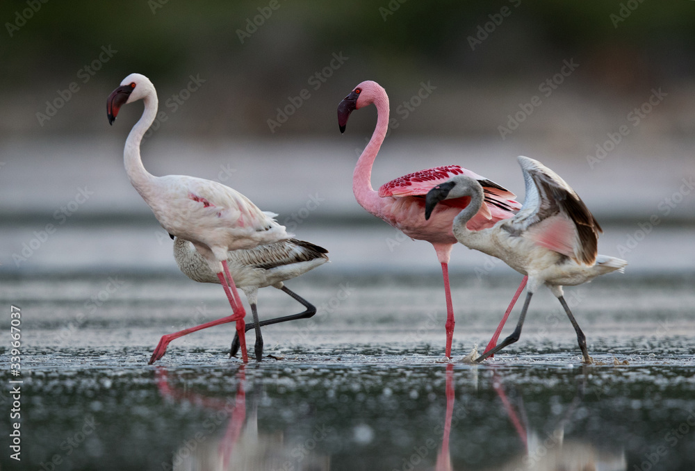 Fototapeta premium Closeup of Lesser Flamingos