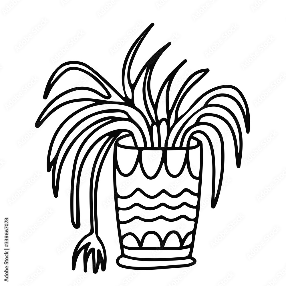 Spider plant in a pot decorated with ornaments. Houseplant in doodle style. Hand drawn vector illustration in black ink isolated on white background. - obrazy, fototapety, plakaty 