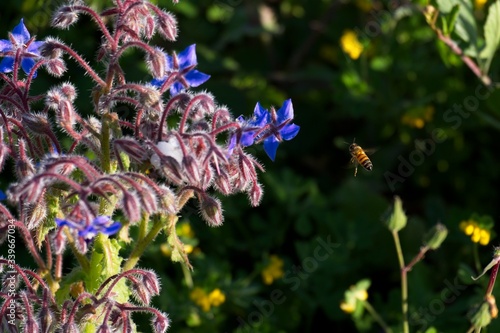 Wallpaper Mural Bee flying towards a blue flower Torontodigital.ca