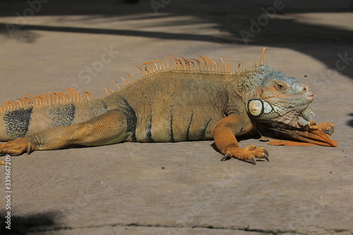 Iguana  is a genus of herbivorous lizards that are native to tropical areas of Mexico  Central America  South America  and the Caribbean. 