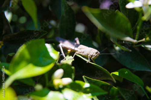 Grasshopper on green leaves at nature in the spring or summer season