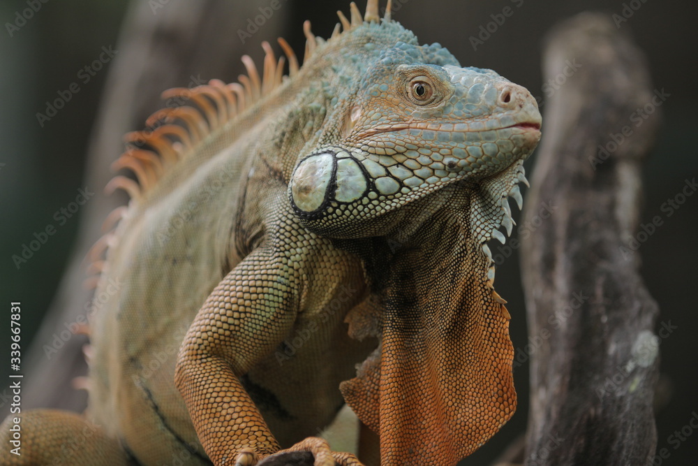Fototapeta premium Iguana is a genus of herbivorous lizards that are native to tropical areas of Mexico, Central America, South America, and the Caribbean. 