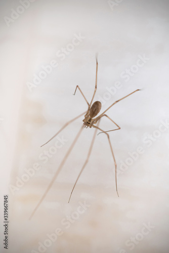 Holocnemus pluchei, the marbled cellar spider, is a cellar spider species found around the Mediterranean.