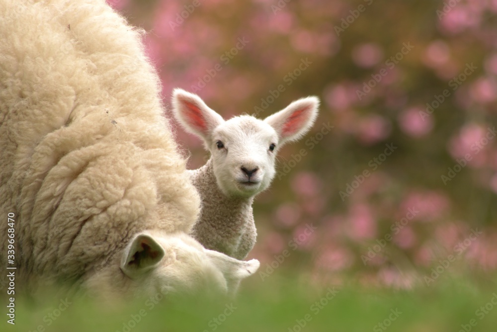 Fototapeta premium lamb baby 