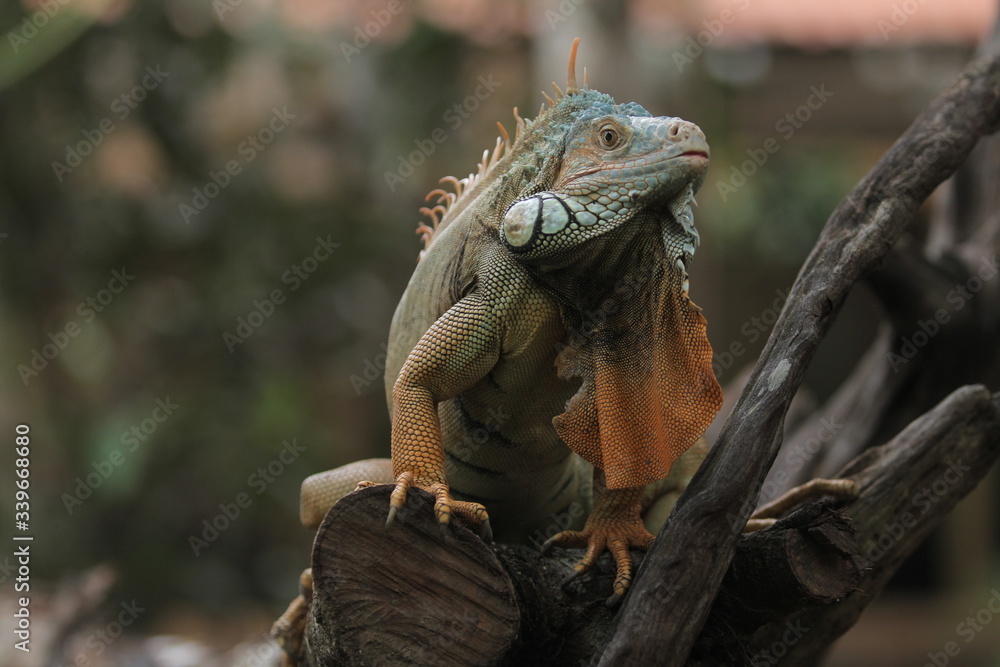 Fototapeta premium Iguana is a genus of herbivorous lizards that are native to tropical areas of Mexico, Central America, South America, and the Caribbean. 
