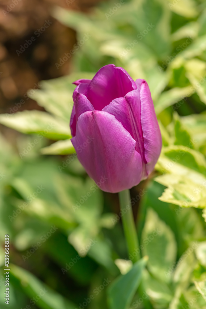 pink tulip on a green background pink tulip on a green background