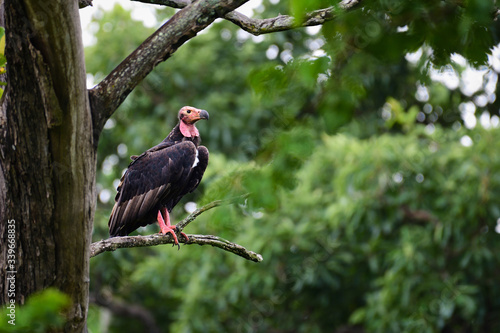 King Vulture on tree