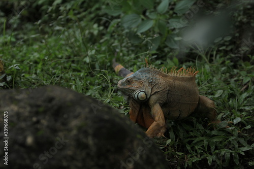 Iguana  is a genus of herbivorous lizards that are native to tropical areas of Mexico  Central America  South America  and the Caribbean. 