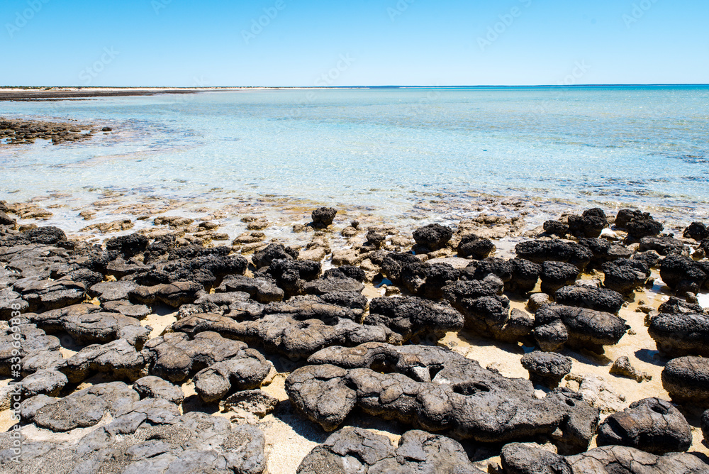 Stromatolites of Hamelin Pool in Shark Bay - the oldest living fossils on Earth. World Heritage Site in Western Australia