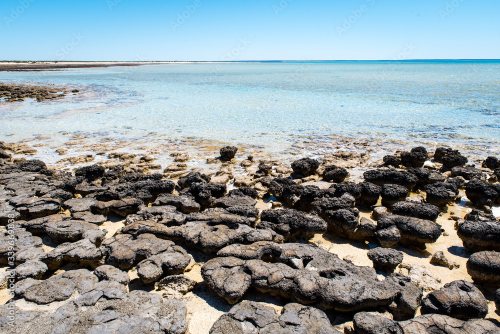 Stromatolites of Hamelin Pool in Shark Bay - the oldest living fossils on Earth. World Heritage Site in Western Australia Stromatolites of Hamelin Pool in Shark Bay - the oldest living fossils on Earth. World Heritage Site in Western Australia