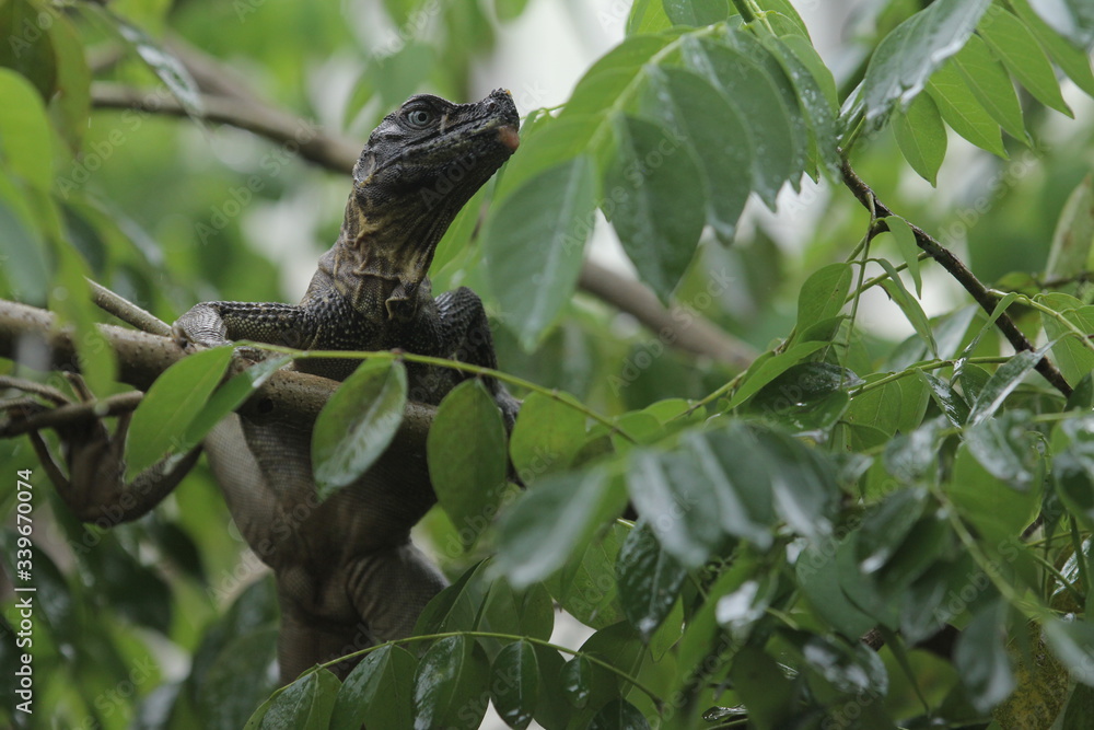 Soa-soa layar / Hydrosaurus amboinensis is the largest semi-aquatic lizard in the Agamidae family. At first glance, the body shape more like miniature dinosaurs or dragons Soa-soa layar / Hydrosaurus amboinensis is the largest semi-aquatic lizard in the Agamidae family. At first glance, the body shape more like miniature dinosaurs or dragons