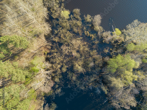 Shore of a forest lake with dense trees in the water. Aerial drone view.