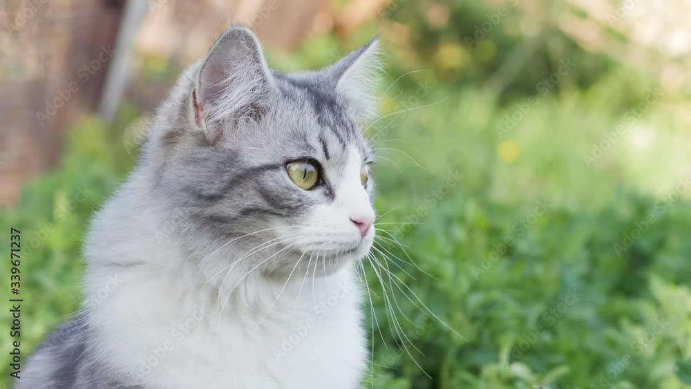 grey fluffy cat sitting in green grass and observing environment, cat walking outdoors, pet hunting on spring nature, moving ears and ready to act, life of domestic animals grey fluffy cat sitting in green grass and observing environment, cat walking outdoors, pet hunting on spring nature, moving ears and ready to act, life of domestic animals