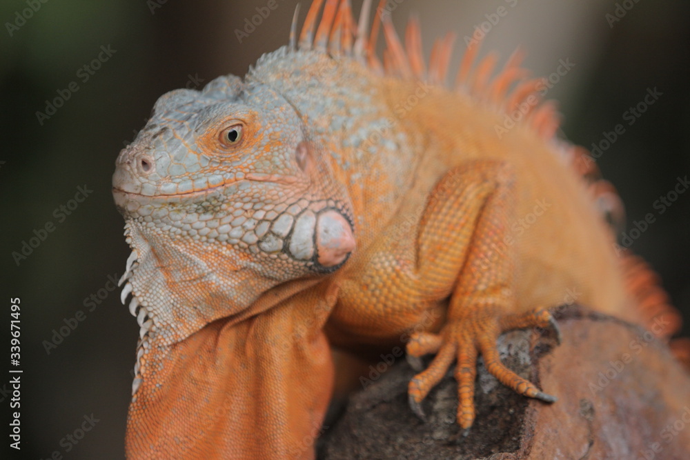 Fototapeta premium Iguana is a genus of herbivorous lizards that are native to tropical areas of Mexico, Central America, South America, and the Caribbean. 