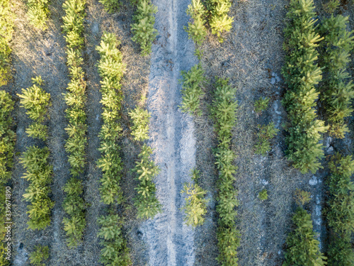 Dirt road in a young coniferous forest. Aerial drone view.