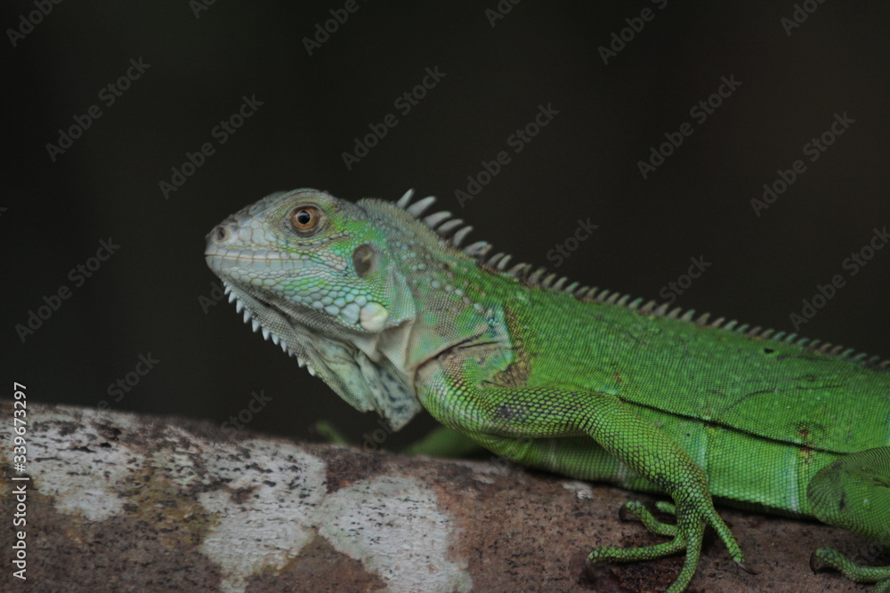 Iguana is a genus of herbivorous lizards that are native to tropical areas of Mexico, Central America, South America, and the Caribbean. Iguana is a genus of herbivorous lizards that are native to tropical areas of Mexico, Central America, South America, and the Caribbean.