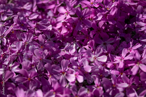 Beautiful mini violet flowers background
