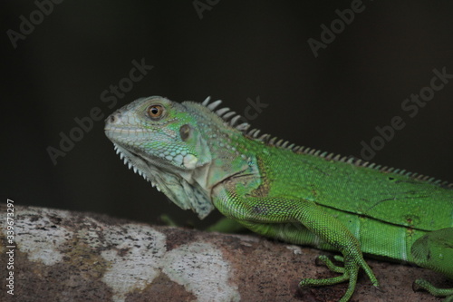 Iguana  is a genus of herbivorous lizards that are native to tropical areas of Mexico, Central America, South America, and the Caribbean. 