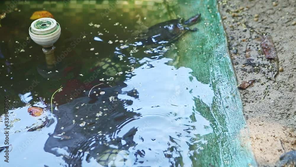 human hand gives pet food to water turtles swimming in homemade pond human hand gives pet food to water turtles swimming in homemade pond