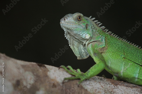 Iguana  is a genus of herbivorous lizards that are native to tropical areas of Mexico, Central America, South America, and the Caribbean. 