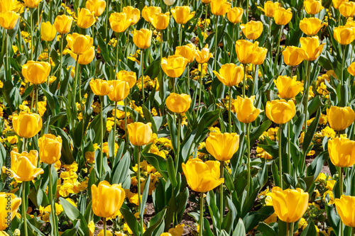 Yellow Tulips in Spring Blossom