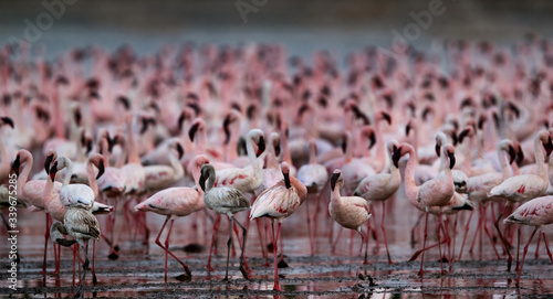 All over pink, Lesser Flamingos, lake Bogoria lake