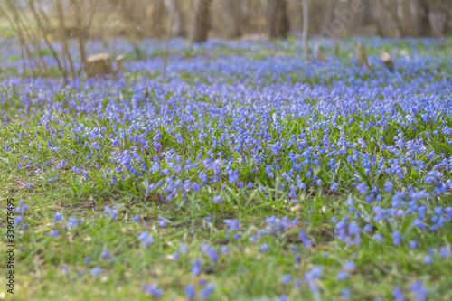 Spring forest with blue flowers. Blue flowers in the forest. A carpet of blue flowers in the field.