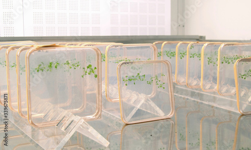 Thale cress and mouse-ear cress or Arabidopsis thaliana important model organism plant genetics and molecular biology science, phytotron cultivation laboratory growth, nutrient plastic boxes photo