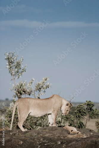 Fototapeta Naklejka Na Ścianę i Meble -  Lioness and cubs in the early morning, Maasai Mara National Park, Kenya