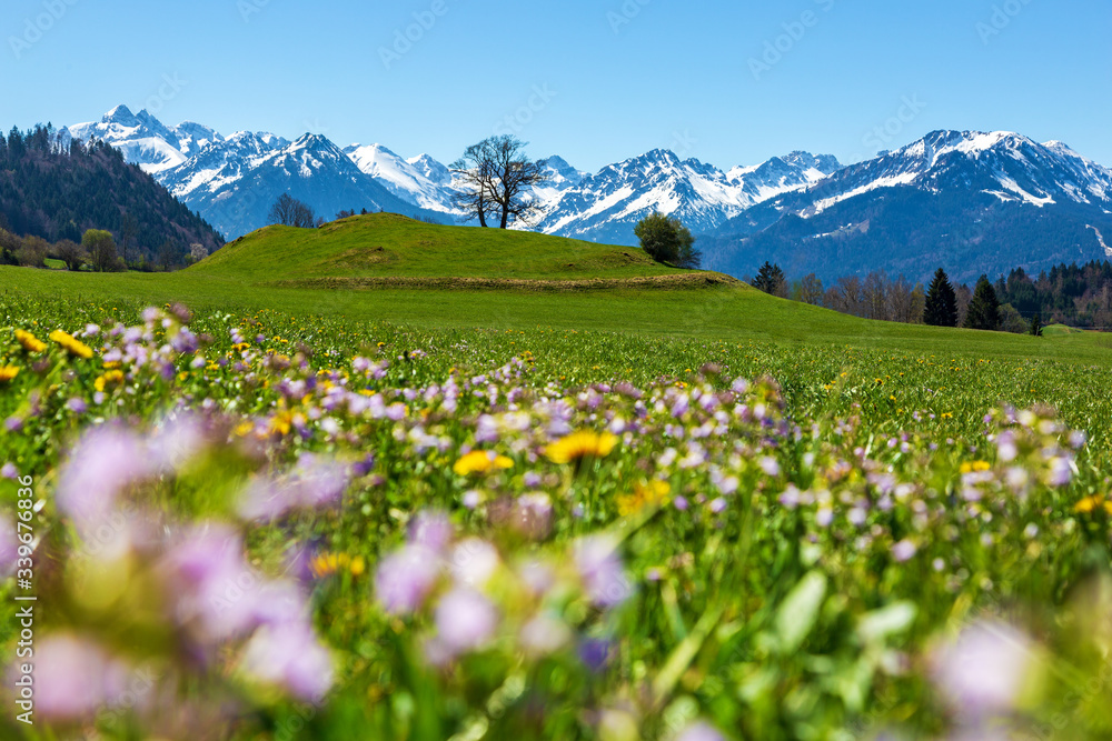 Allgäu - Alpen - Frühling - Berge - Oberstdorf - Blumen