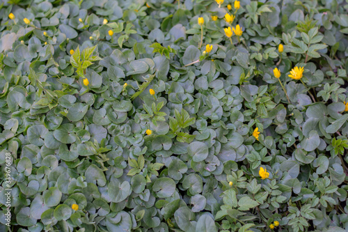 Carpet of green grass. Background of green grass