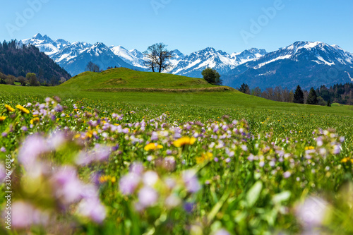 Allg  u - Alpen - Fr  hling - Berge - Oberstdorf - Blumen