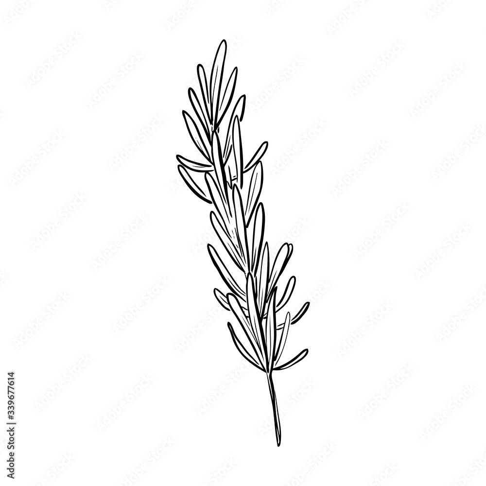 Hand drawn rosemary sketch. Linear art of organic spice herbs in