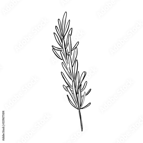 Hand drawn rosemary sketch. Linear art of organic spice herbs in cartoon style isolated on a white background. Ink drawing. Vector illustration for menu, farmers markets, print.