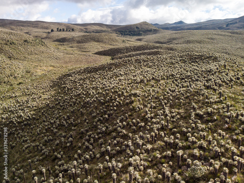High Ecuadorian Páramo covered in frailejones shot from a drone during sunset