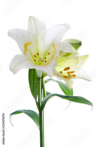 Fototapeta Naklejka Na Ścianę i Meble -  Beautiful lily flowers on white. Luxury white easter lily flower with long green stem isolated on white background. Studio shot