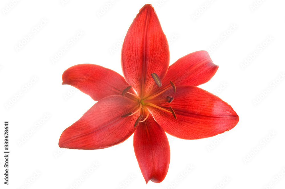 Beautiful Red luxury lily flower head isolated on white background. Studio shot