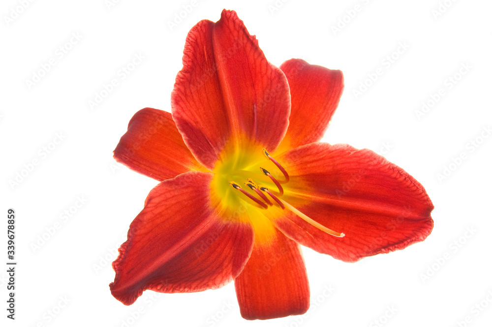 Beautiful Red luxury lily flower head isolated on white background. Studio shot