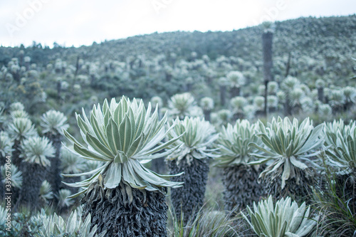 Ecuadorian frailejones close up in El Ángel reserve