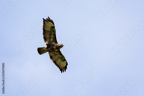 Close up of Buzzard flying overhead with wings spread