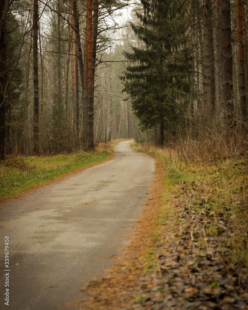 Obraz premium road in the woods