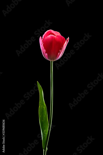 Pink tulip isolated on black background