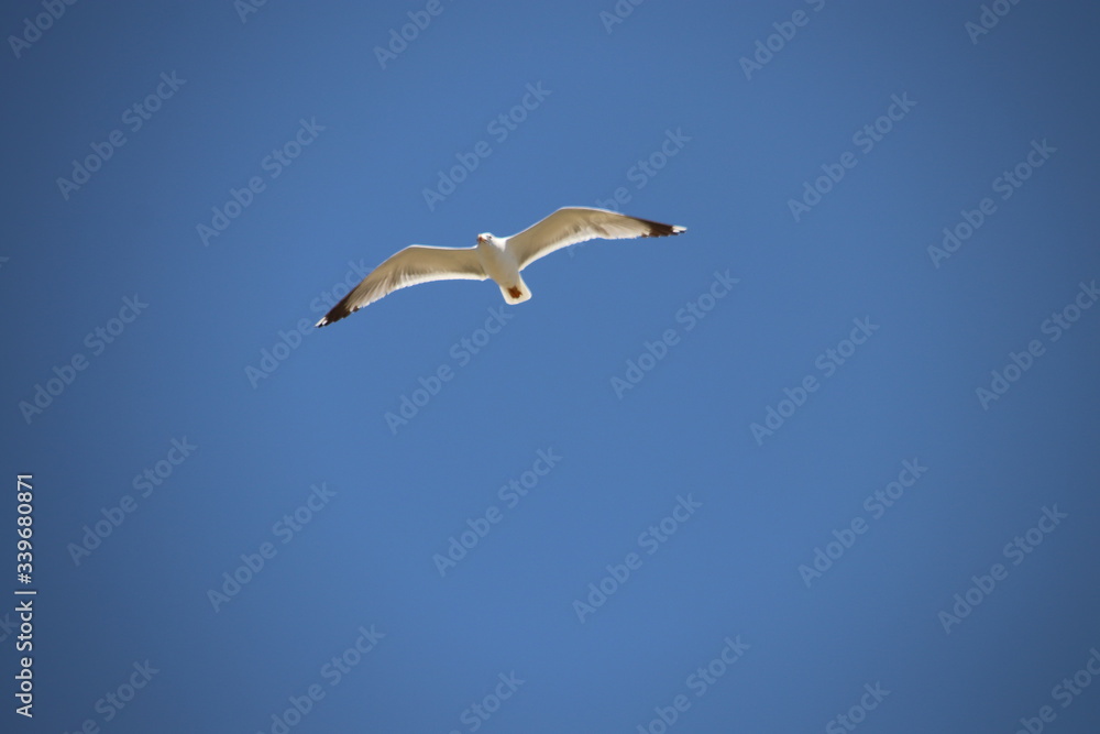 seagull in the sky seagull in the sky