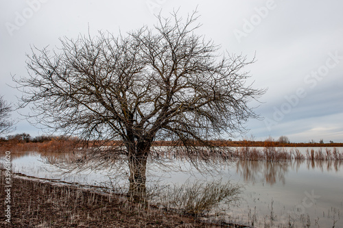 Bare tree outdoor in nature near a lake